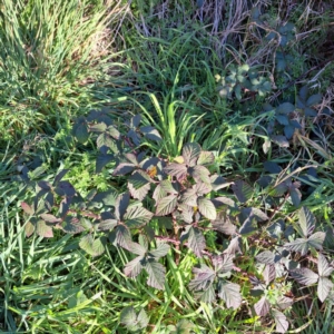 Rubus anglocandicans at Watson, ACT - 2 Jul 2023