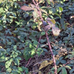 Rubus anglocandicans at Watson, ACT - 2 Jul 2023 03:37 PM