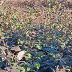 Rubus anglocandicans at Watson, ACT - 2 Jul 2023 03:37 PM