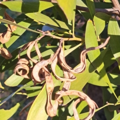 Acacia melanoxylon (Blackwood) at Watson Green Space - 2 Jul 2023 by abread111