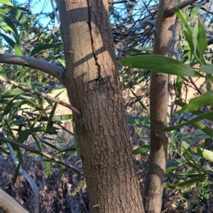 Acacia melanoxylon at Watson, ACT - 2 Jul 2023
