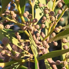 Acacia melanoxylon at Watson, ACT - 2 Jul 2023