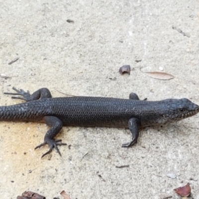 Egernia saxatilis (Black Rock Skink) at Wingecarribee Local Government Area - 4 Feb 2019 by Aussiegall