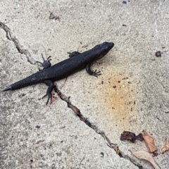 Egernia saxatilis at Penrose, NSW - 4 Feb 2019 01:42 PM