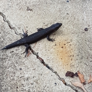 Egernia saxatilis at Penrose, NSW - 4 Feb 2019