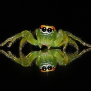 Mopsus mormon at Wellington Point, QLD - suppressed