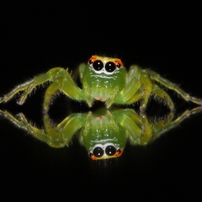 Unidentified Jumping or peacock spider (Salticidae) at Wellington Point, QLD - 3 Jul 2023 by TimL