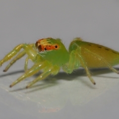 Mopsus mormon at Wellington Point, QLD - suppressed