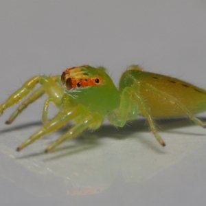 Mopsus mormon at Wellington Point, QLD - suppressed