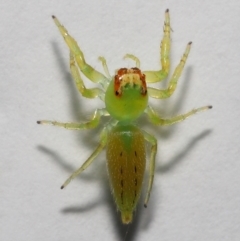 Mopsus mormon at Wellington Point, QLD - suppressed