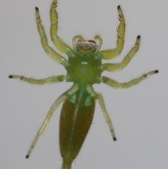 Mopsus mormon at Wellington Point, QLD - suppressed