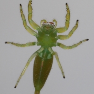 Mopsus mormon at Wellington Point, QLD - suppressed