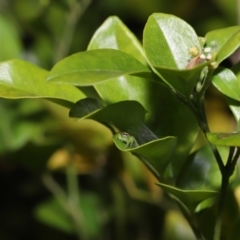 Mopsus mormon at Wellington Point, QLD - suppressed