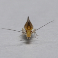 Valenzuela (Genus) (A barklouse) at Wellington Point, QLD - 3 Jul 2023 by TimL