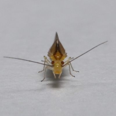 Unidentified Psyllid, lerp, aphid or whitefly (Hemiptera, several families) at Wellington Point, QLD - 3 Jul 2023 by TimL