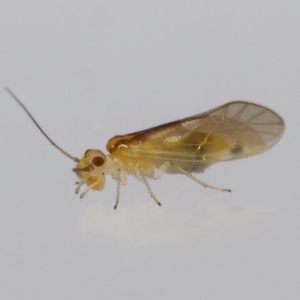 Valenzuela (Genus) at Wellington Point, QLD - suppressed