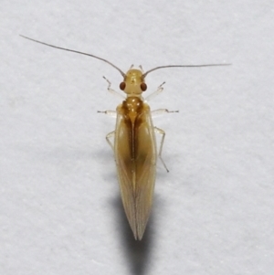 Valenzuela (Genus) at Wellington Point, QLD - suppressed