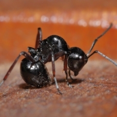 Polyrhachis sp. (genus) (A spiny ant) at Wellington Point, QLD - 3 Jul 2023 by TimL