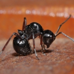 Unidentified Ant (Hymenoptera, Formicidae) at Wellington Point, QLD - 3 Jul 2023 by TimL