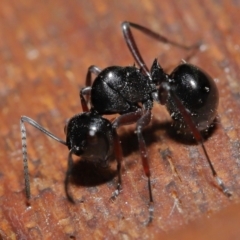 Polyrhachis sp. (genus) at Wellington Point, QLD - suppressed