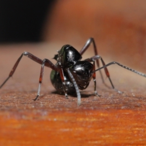 Polyrhachis sp. (genus) at Wellington Point, QLD - suppressed