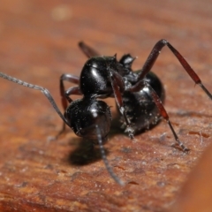 Polyrhachis sp. (genus) at Wellington Point, QLD - suppressed