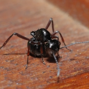 Polyrhachis sp. (genus) at Wellington Point, QLD - suppressed