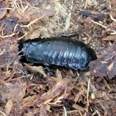 Panesthia australis (Common wood cockroach) at Nambucca Heads, NSW - 2 Jul 2023 by trevorpreston