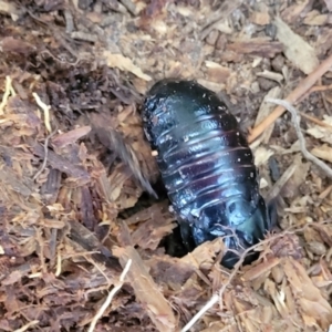 Panesthia australis at Nambucca Heads, NSW - 2 Jul 2023