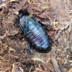 Panesthia australis at Nambucca Heads, NSW - 2 Jul 2023 01:53 PM