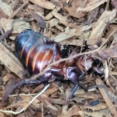 Panesthia australis at Nambucca Heads, NSW - 2 Jul 2023 01:53 PM