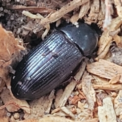 Unidentified Darkling beetle (Tenebrionidae) at Nambucca Heads, NSW - 2 Jul 2023 by trevorpreston