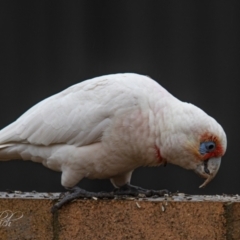 Cacatua tenuirostris (Long-billed Corella) at Page, ACT - 3 Jul 2023 by Cristy1676