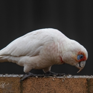 Cacatua tenuirostris at Page, ACT - 4 Jul 2023