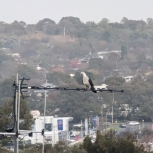 Columba leucomela at Phillip, ACT - 4 Jul 2023