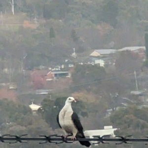 Columba leucomela at Phillip, ACT - 4 Jul 2023