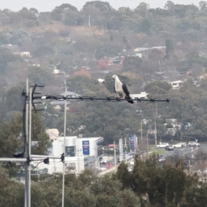 Columba leucomela at Phillip, ACT - 4 Jul 2023