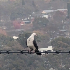 Columba leucomela at Phillip, ACT - 4 Jul 2023