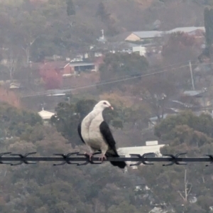 Columba leucomela at Phillip, ACT - 4 Jul 2023 09:09 AM