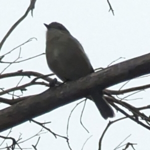 Pachycephala pectoralis at Phillip, ACT - 7 Jun 2023