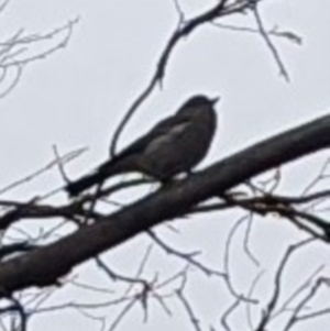 Pachycephala pectoralis at Phillip, ACT - 7 Jun 2023