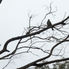 Pachycephala pectoralis at Phillip, ACT - 7 Jun 2023