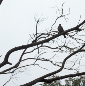 Pachycephala pectoralis at Phillip, ACT - 7 Jun 2023