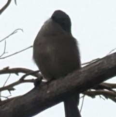 Pachycephala pectoralis at Phillip, ACT - 7 Jun 2023