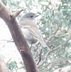 Pachycephala pectoralis at Phillip, ACT - 7 Jun 2023