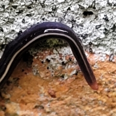 Caenoplana coerulea (Blue Planarian, Blue Garden Flatworm) at Nambucca Heads, NSW - 4 Jul 2023 by trevorpreston