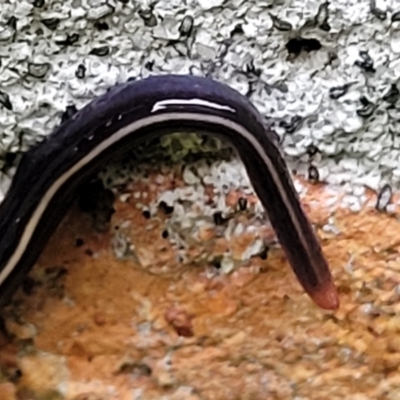 Caenoplana coerulea (Blue Planarian, Blue Garden Flatworm) at Nambucca Heads, NSW - 4 Jul 2023 by trevorpreston