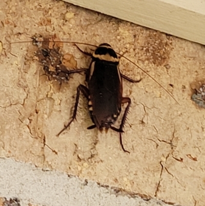 Periplaneta australasiae (Australasian cockroach) at Nambucca Heads, NSW - 4 Jul 2023 by trevorpreston