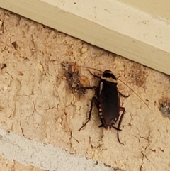 Periplaneta australasiae at Nambucca Heads, NSW - 4 Jul 2023 08:25 AM