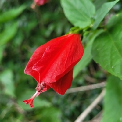 Unverified Other Shrub at Nambucca Heads, NSW - 2 Jul 2023 by trevorpreston